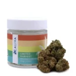 Premium Jack sativa
