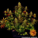 Tangerine Dream strain-1 - Image 8