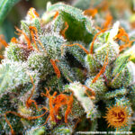 Tangerine Dream strain-1 - Image 9