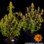 Tangerine Dream strain-1 - Image 2