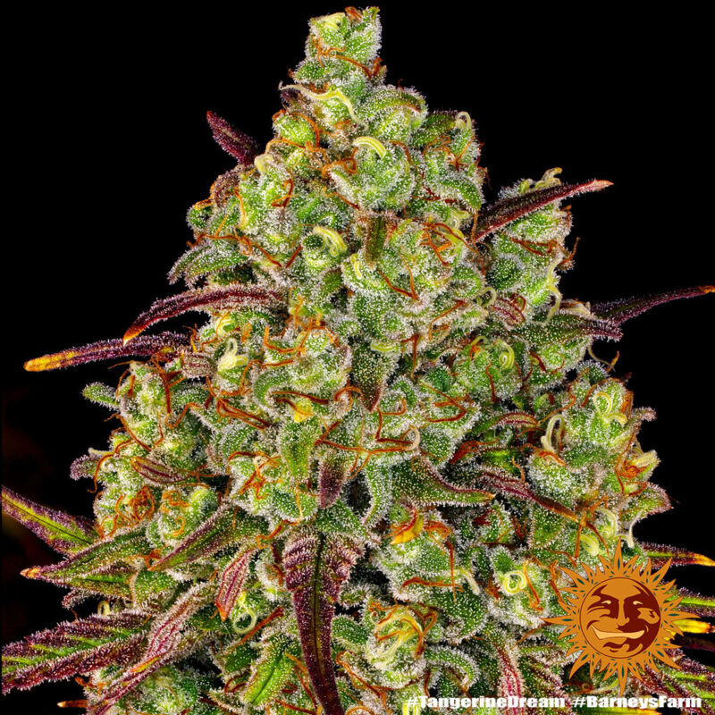 Tangerine Dream strain
