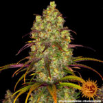 Tangerine Dream strain-1 - Image 4