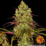 Tangerine Dream strain-1 - Image 5