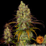 Tangerine Dream strain-1 - Image 6