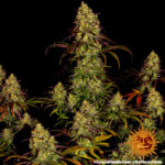 Tangerine Dream strain-1 - Image 7